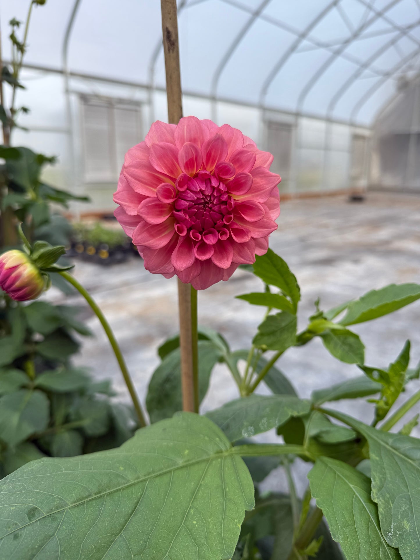 Levi's Dreamwalk Dahlia