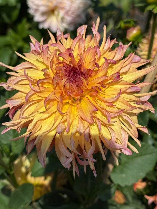 HBG Coral Reefer Dahlia