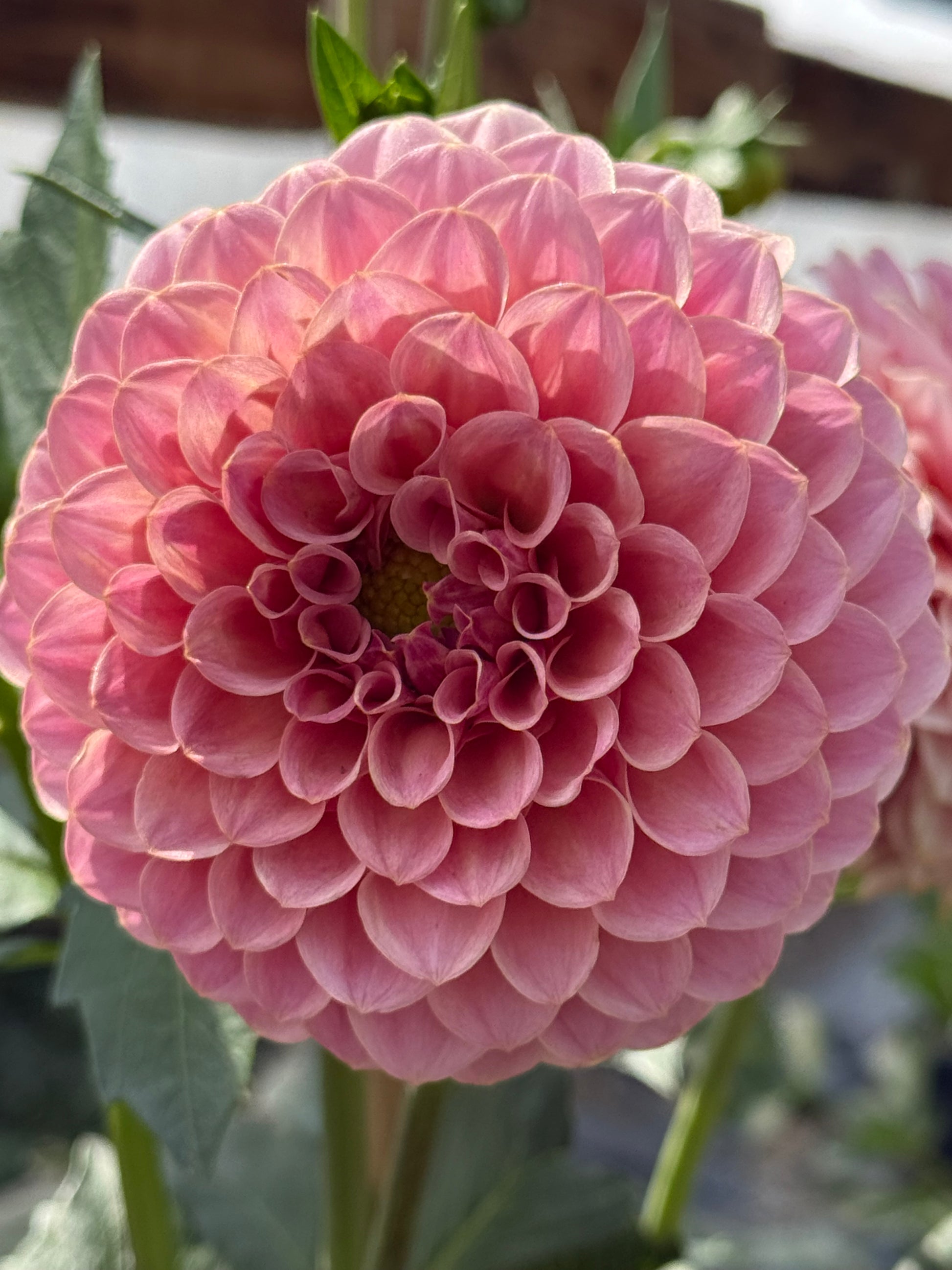 RM Mauvelous Dahlia