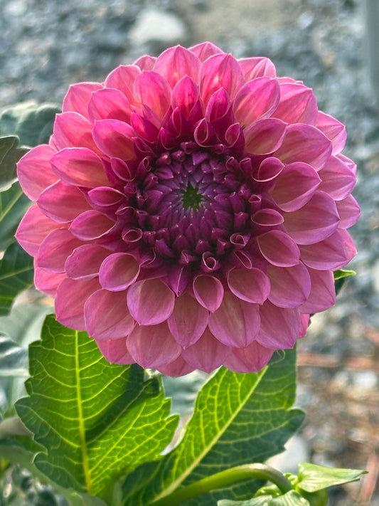 RM Berry Kiss Rooted Cuttings