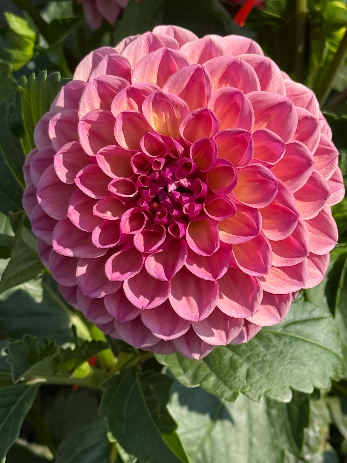 RM Berry Kiss Dahlia