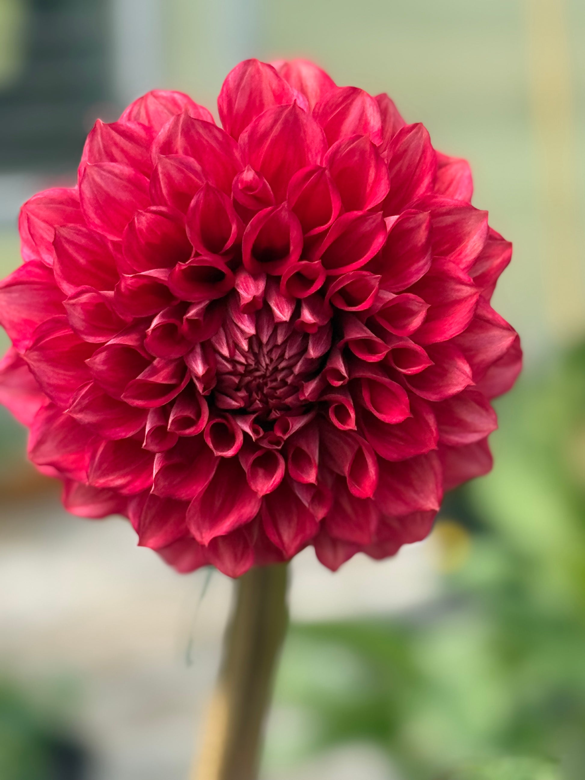 Lee’s Brick House Dahlia