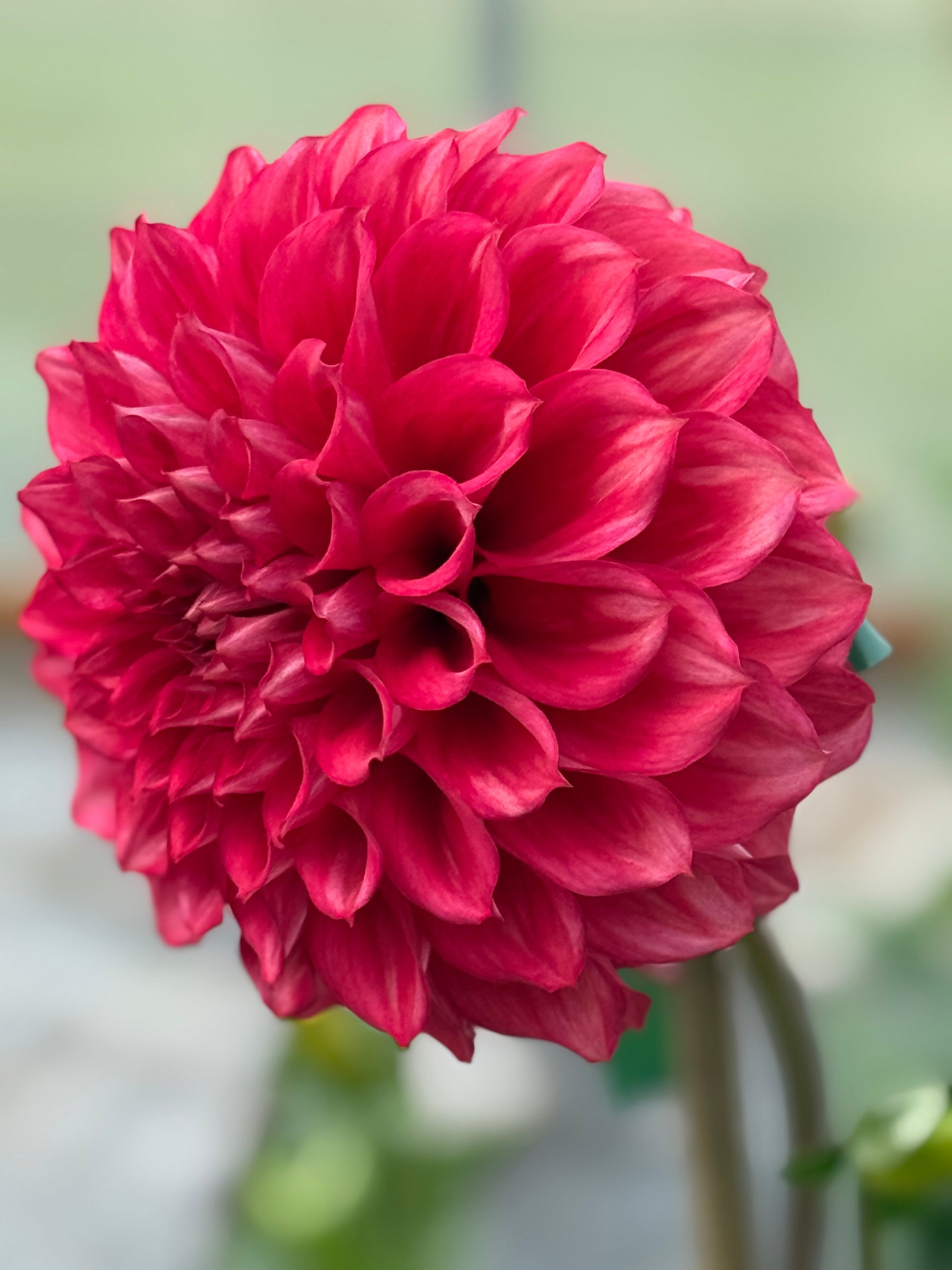 Lee’s Brick House Dahlia