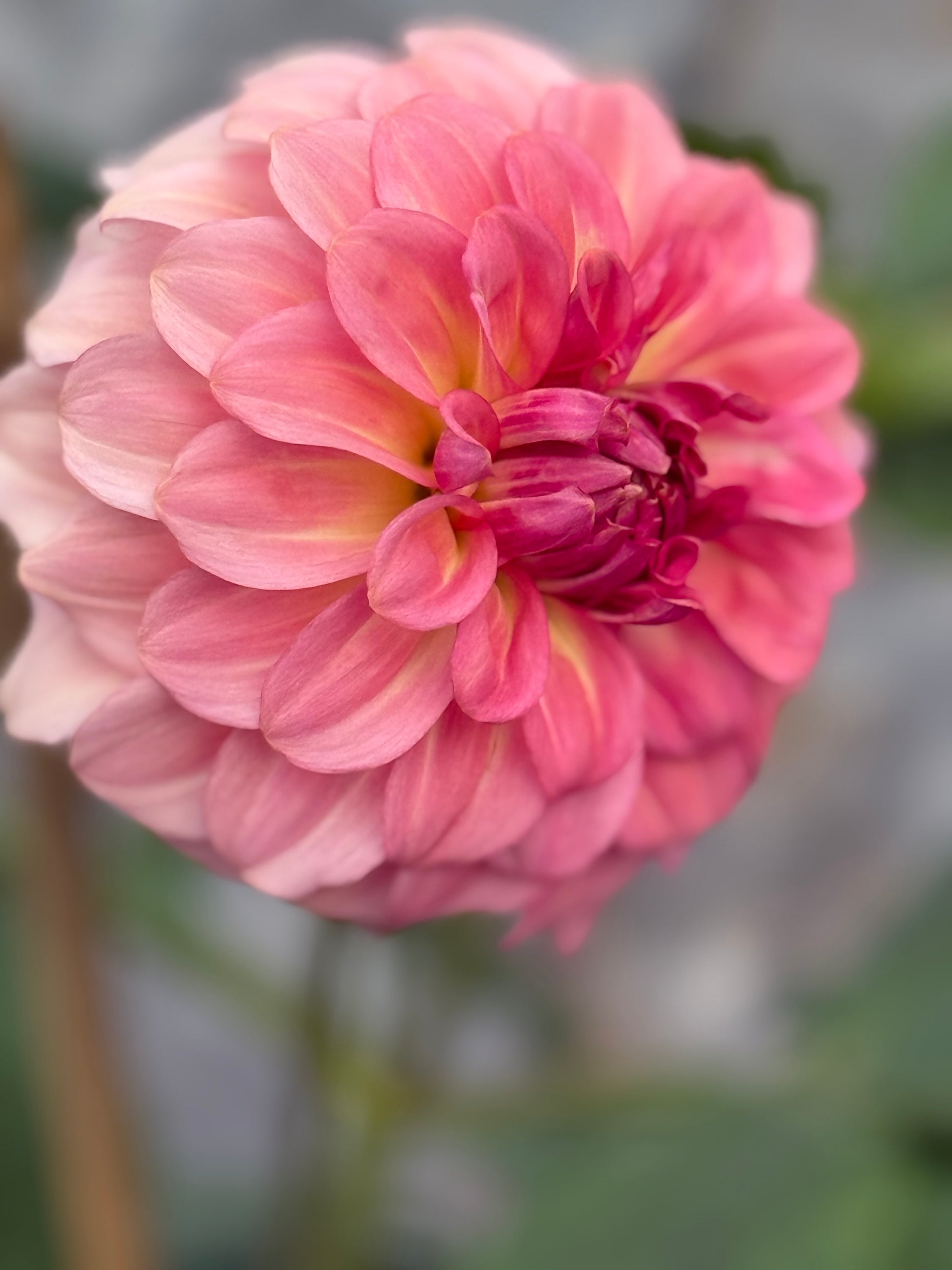 Levi's Dreamwalk Dahlia