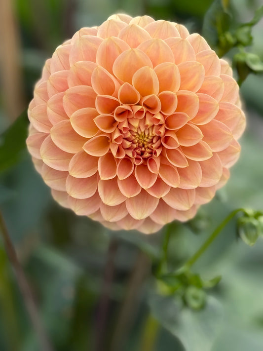 Levi's Cantaloupe Rooted Cutting