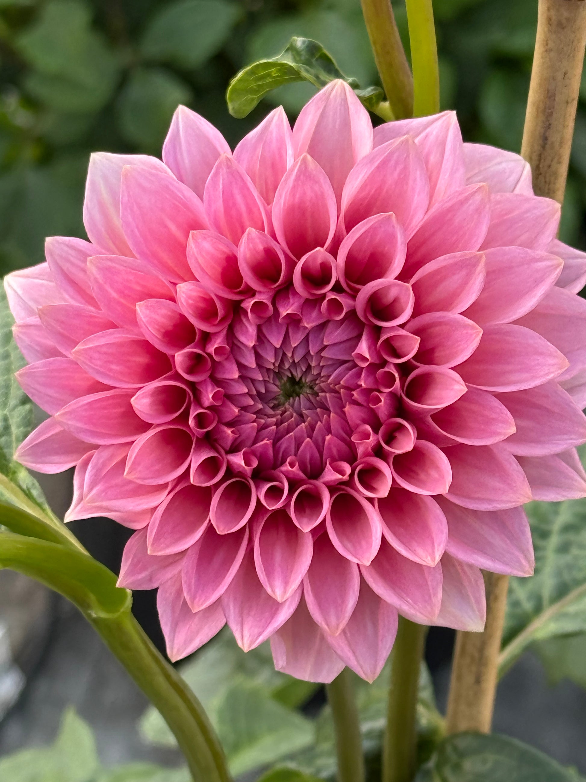 Levi's Bubblegum Dahlia