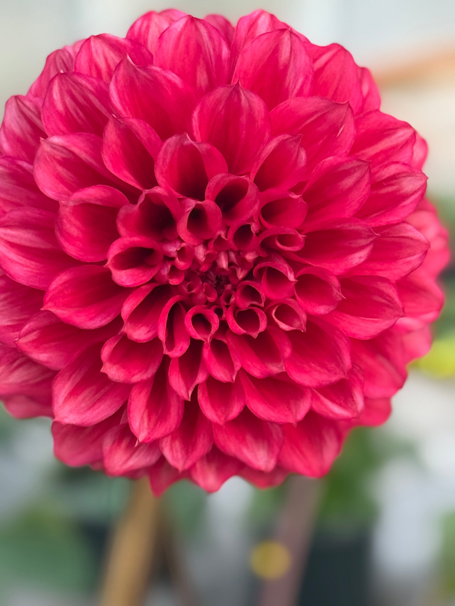 Lee's Brick House Rooted Cuttings Shipping Apr 1 - May 15