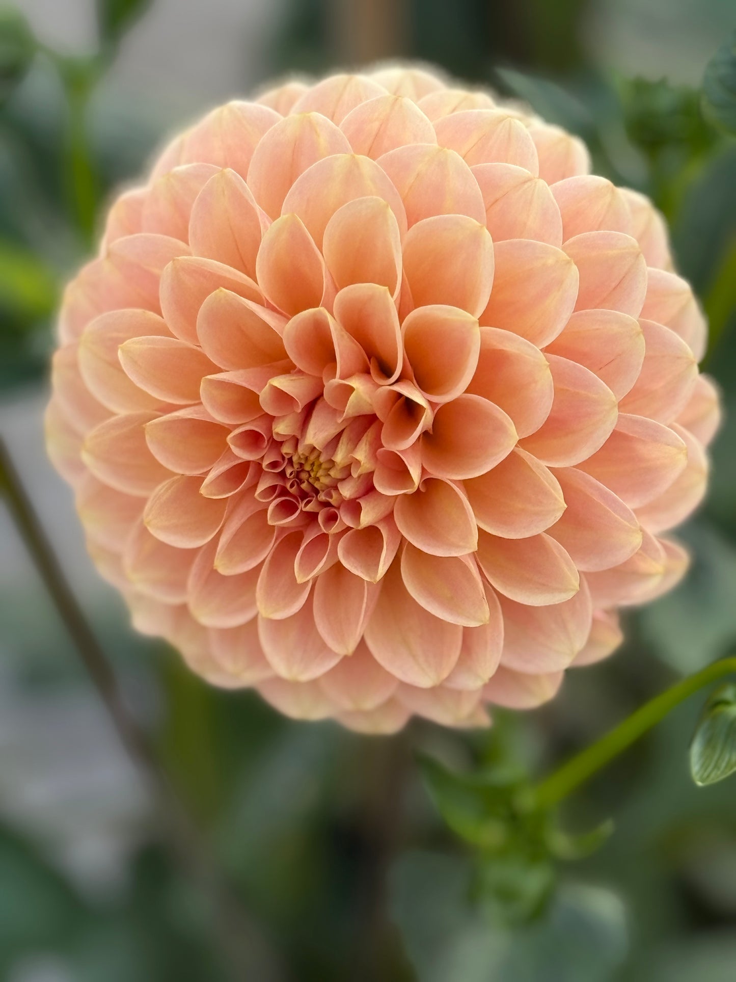 Levi's Cantaloupe Dahlia