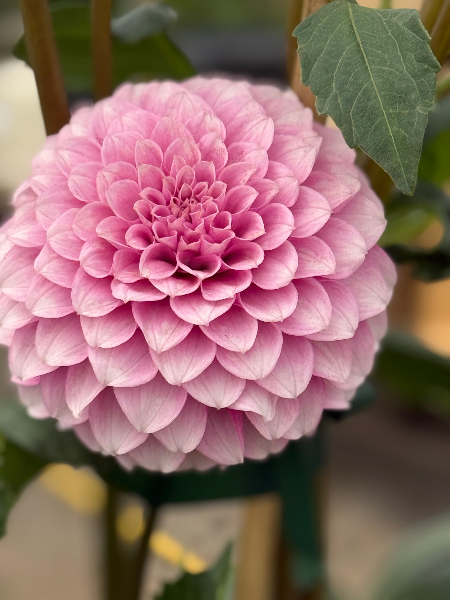 Levi’s Confessor Dahlia