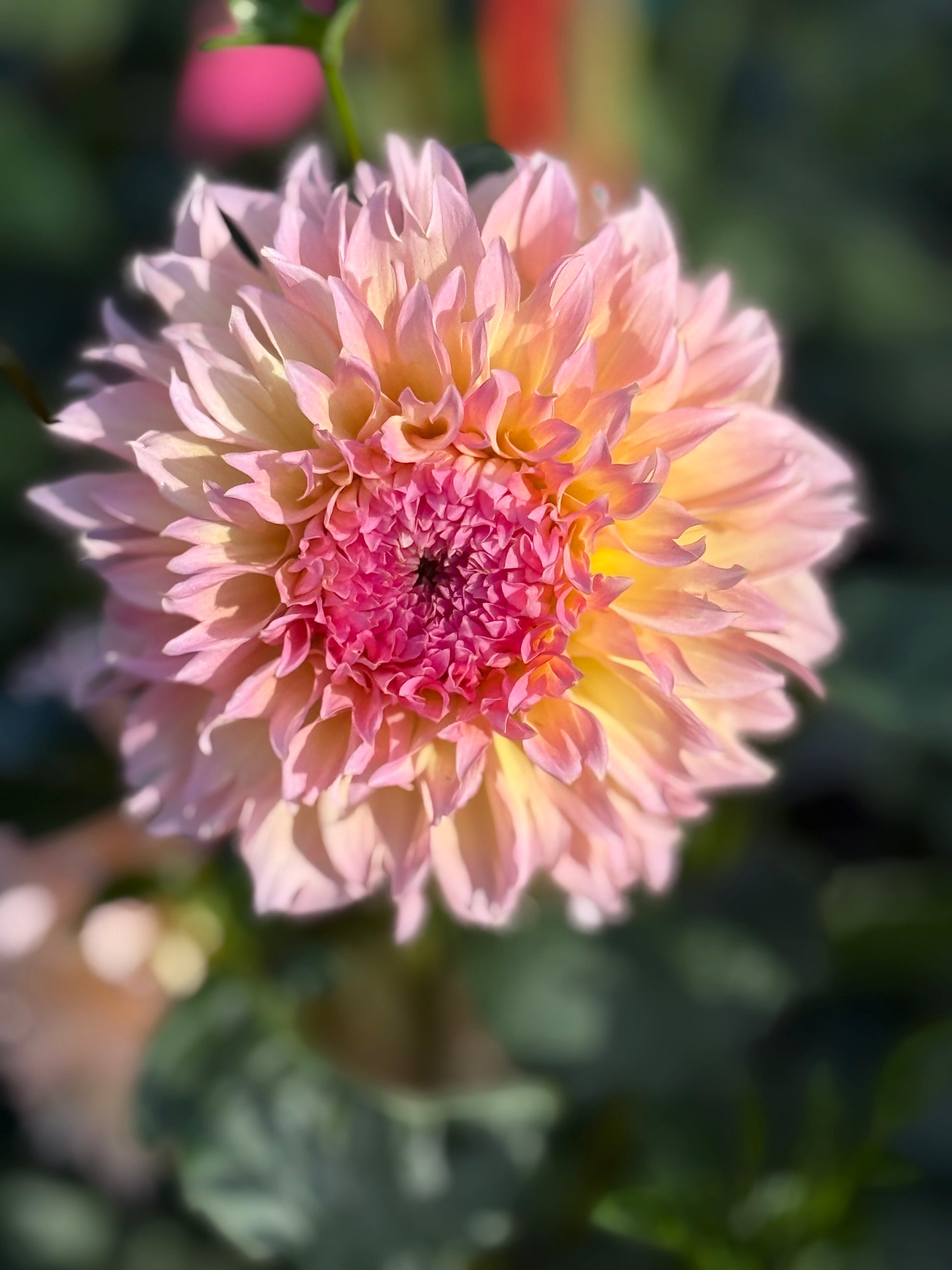 Lee's Pink Grapefruit Dahlia
