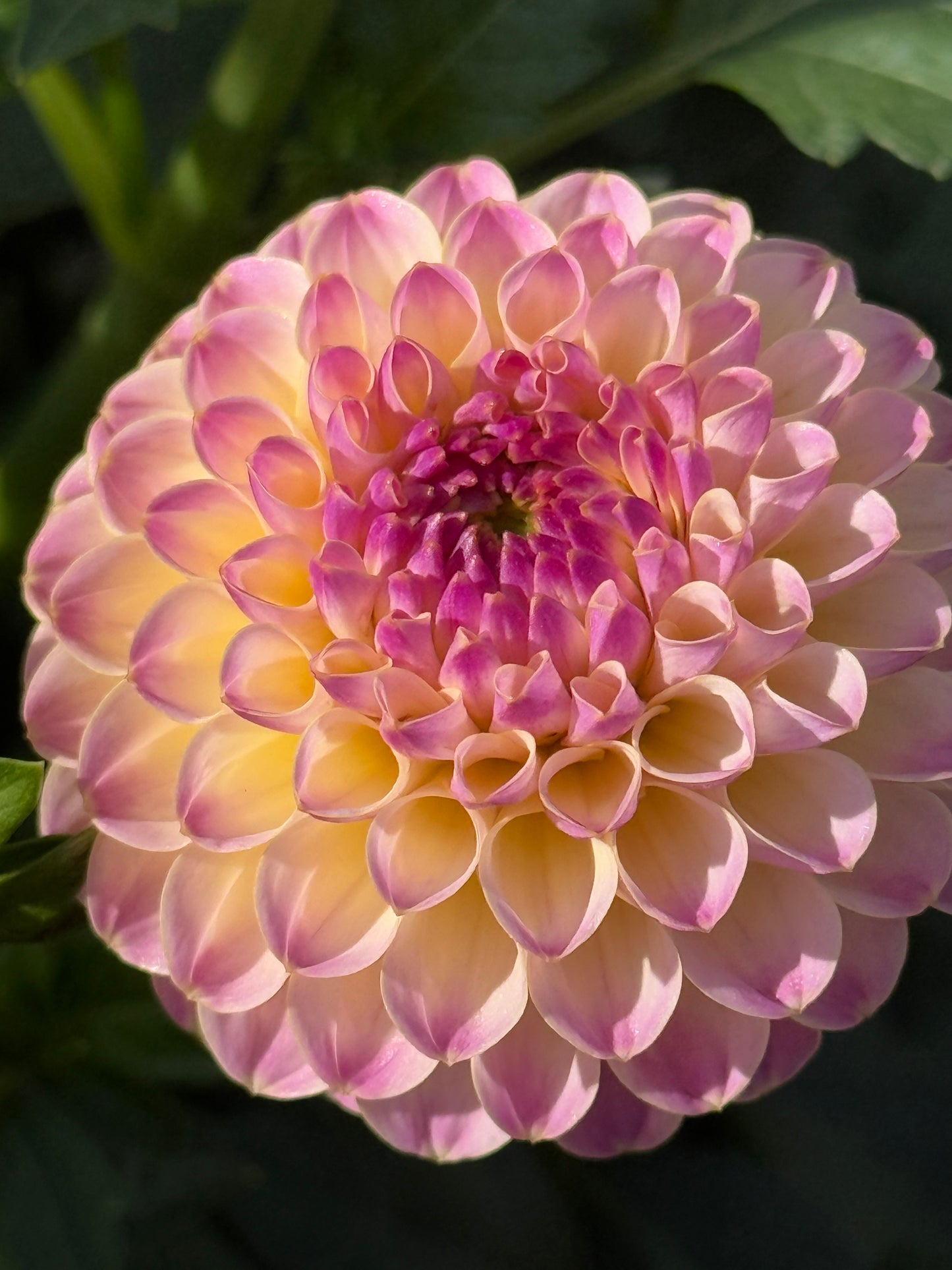 Hapet Pearl Dahlia