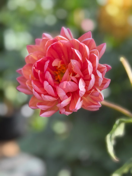 Hollyhill Daydream Dahlia