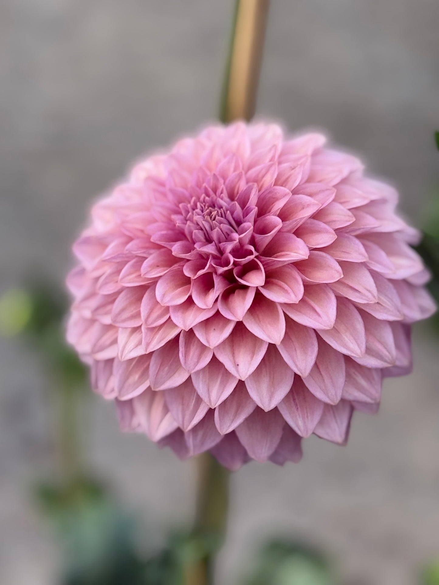 Levi's Bubblegum Dahlia