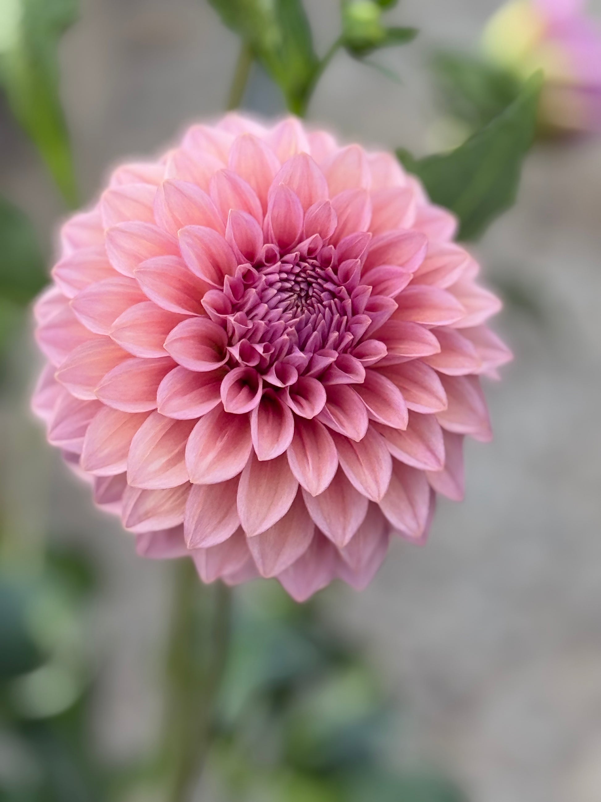 Levi's Bubblegum Dahlia