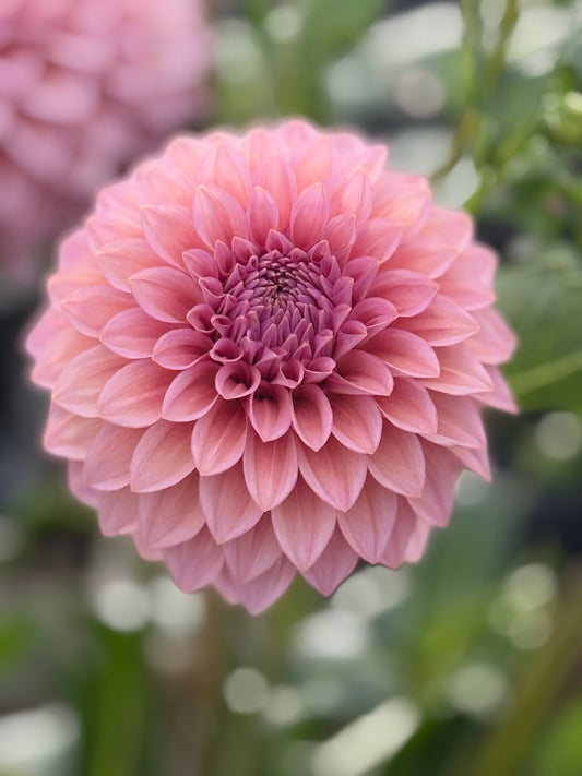 Levi's Bubblegum Dahlia