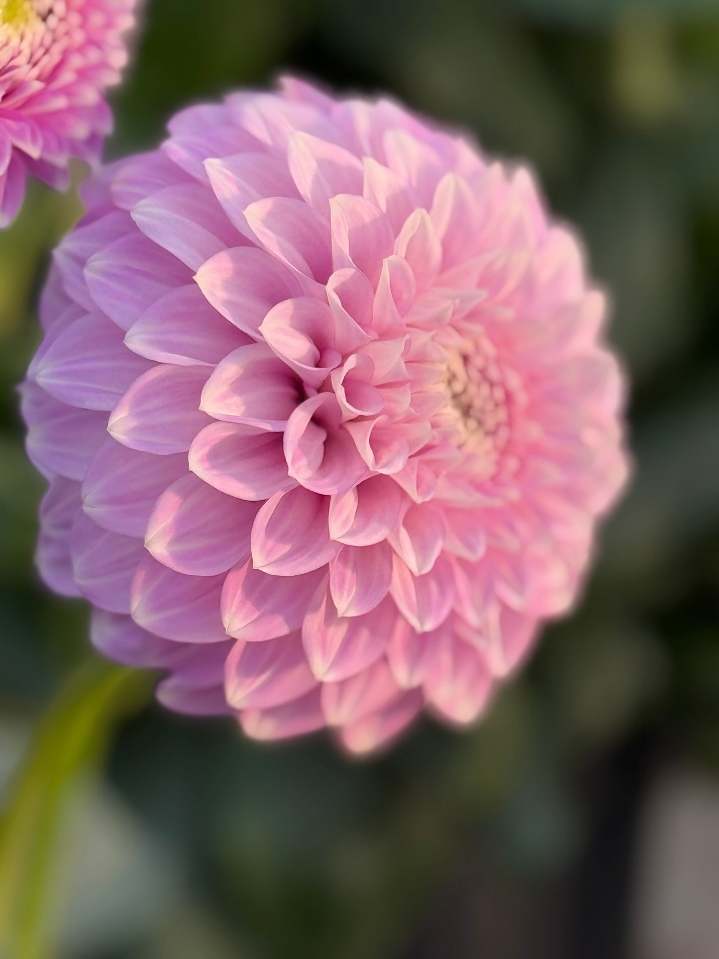 Coorabell Zoe Dahlia