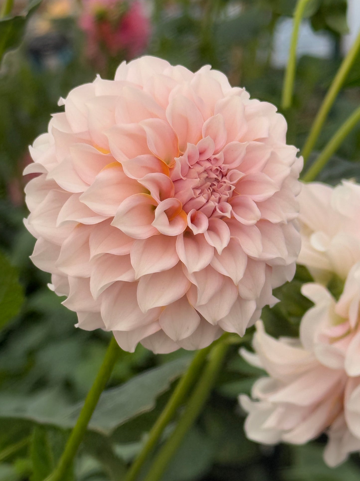 Levi’s Opal Twist Dahlia