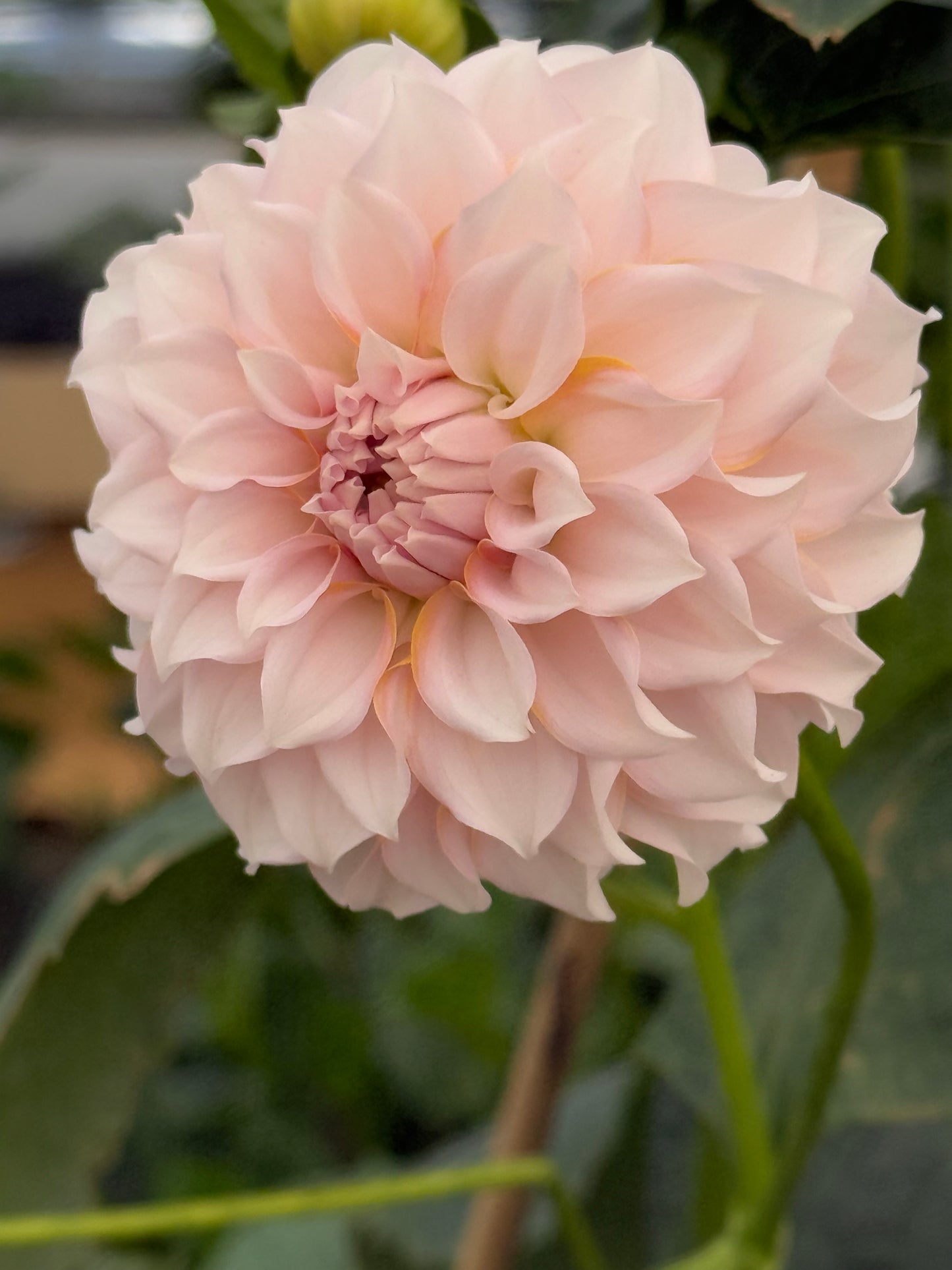 Levi’s Opal Twist Dahlia