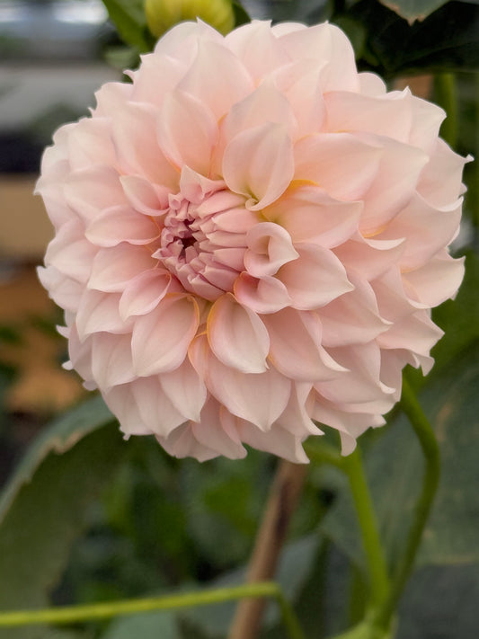 Levi’s Opal Twist Dahlia