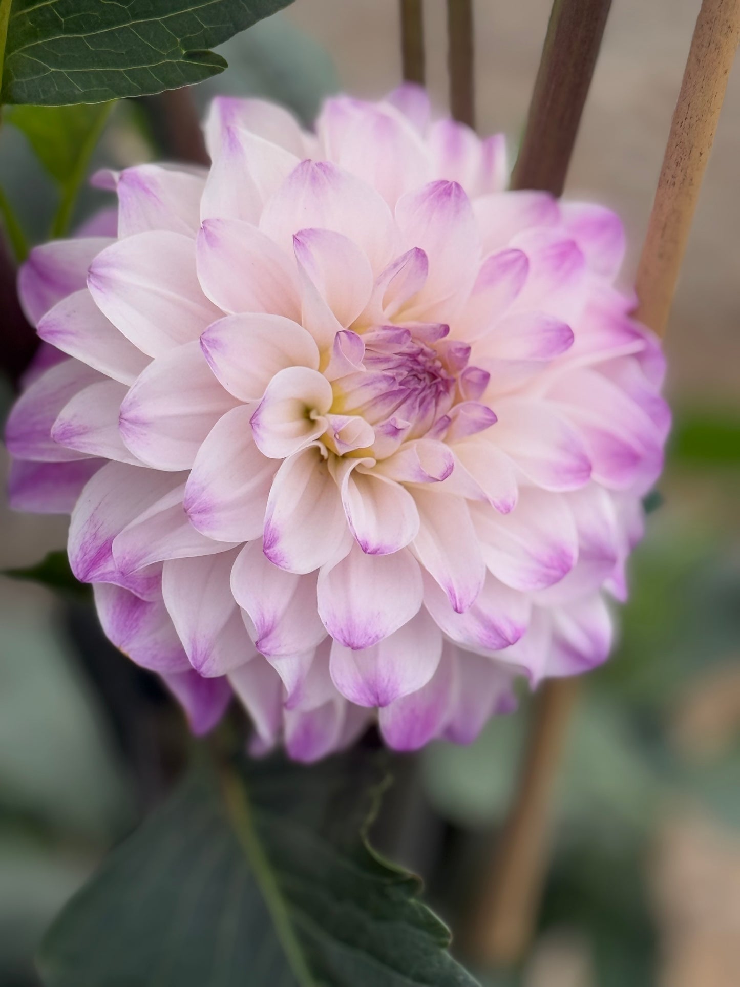 Hapet Rosa Munde Rooted Cuttings