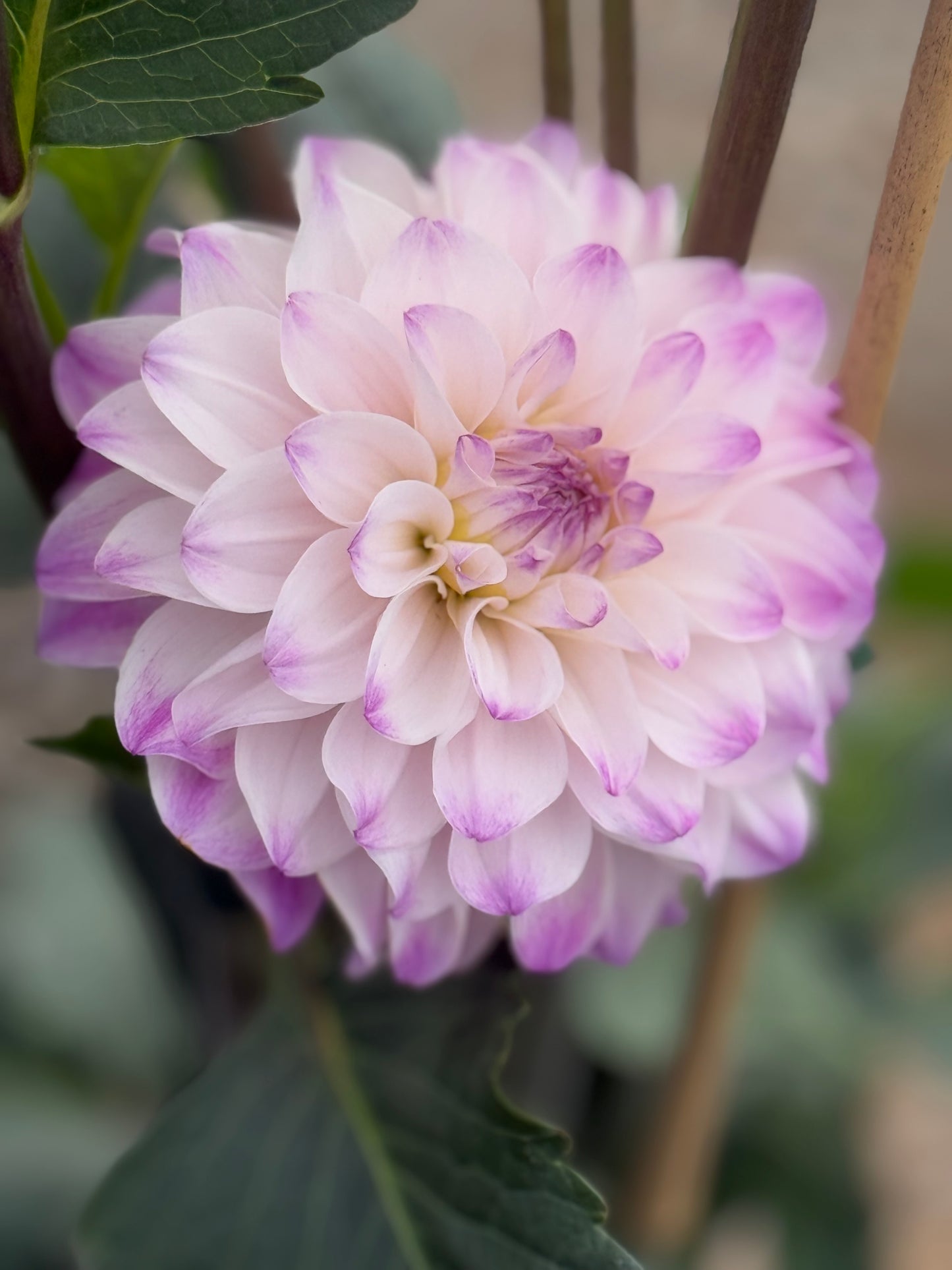Hapet Rosa Munde Dahlia