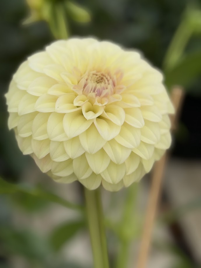 Coorabell Astrid Rooted Cuttings Shipping Apr 1 - May 15