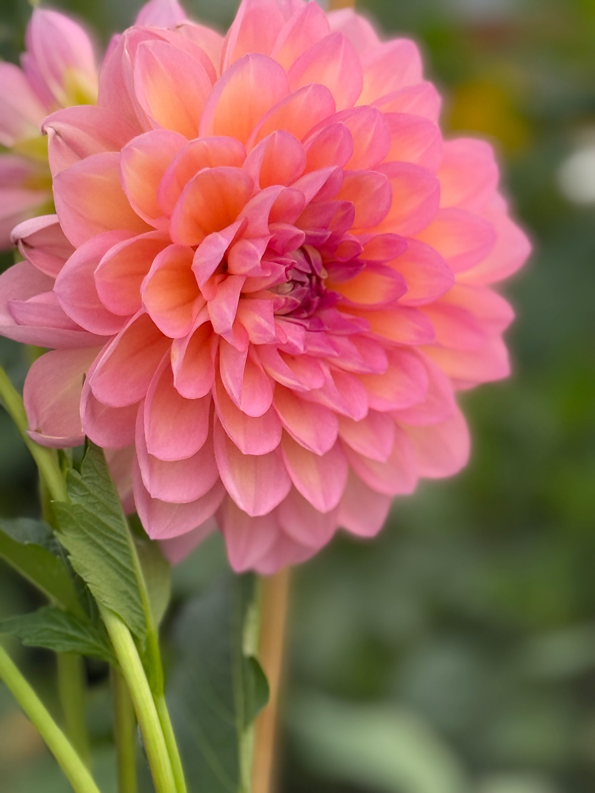 Sandia Rose Dahlia