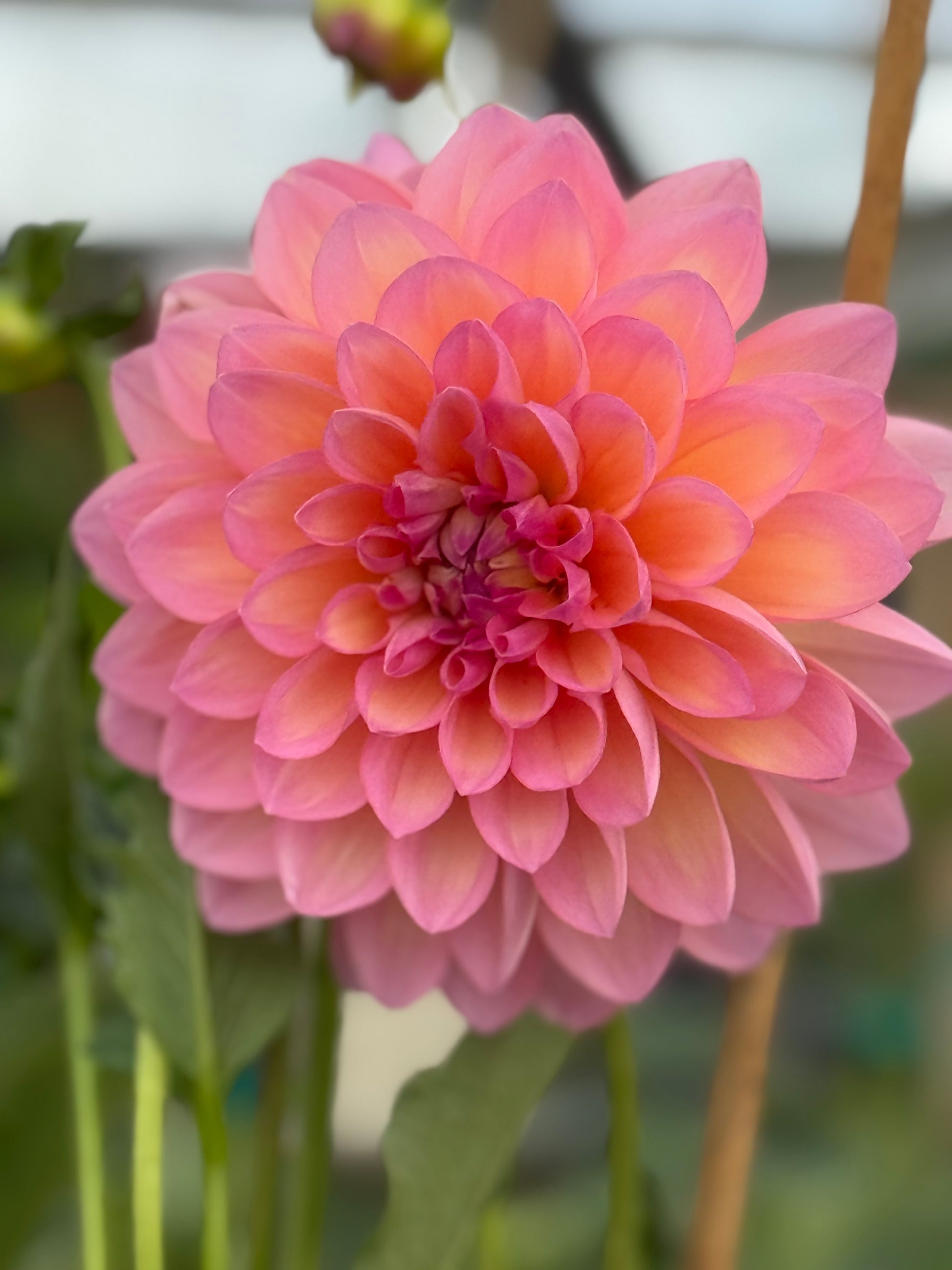 Sandia Rose Dahlia