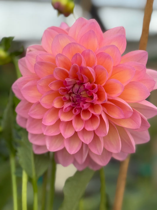 Sandia Rose Dahlia