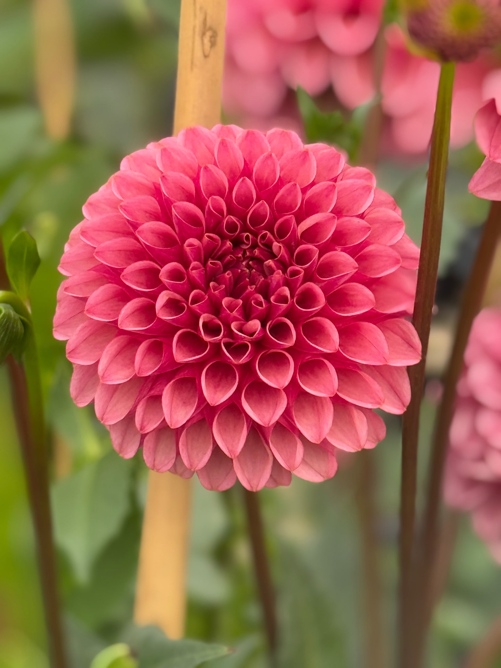 Levi’s Tomato Dahlia