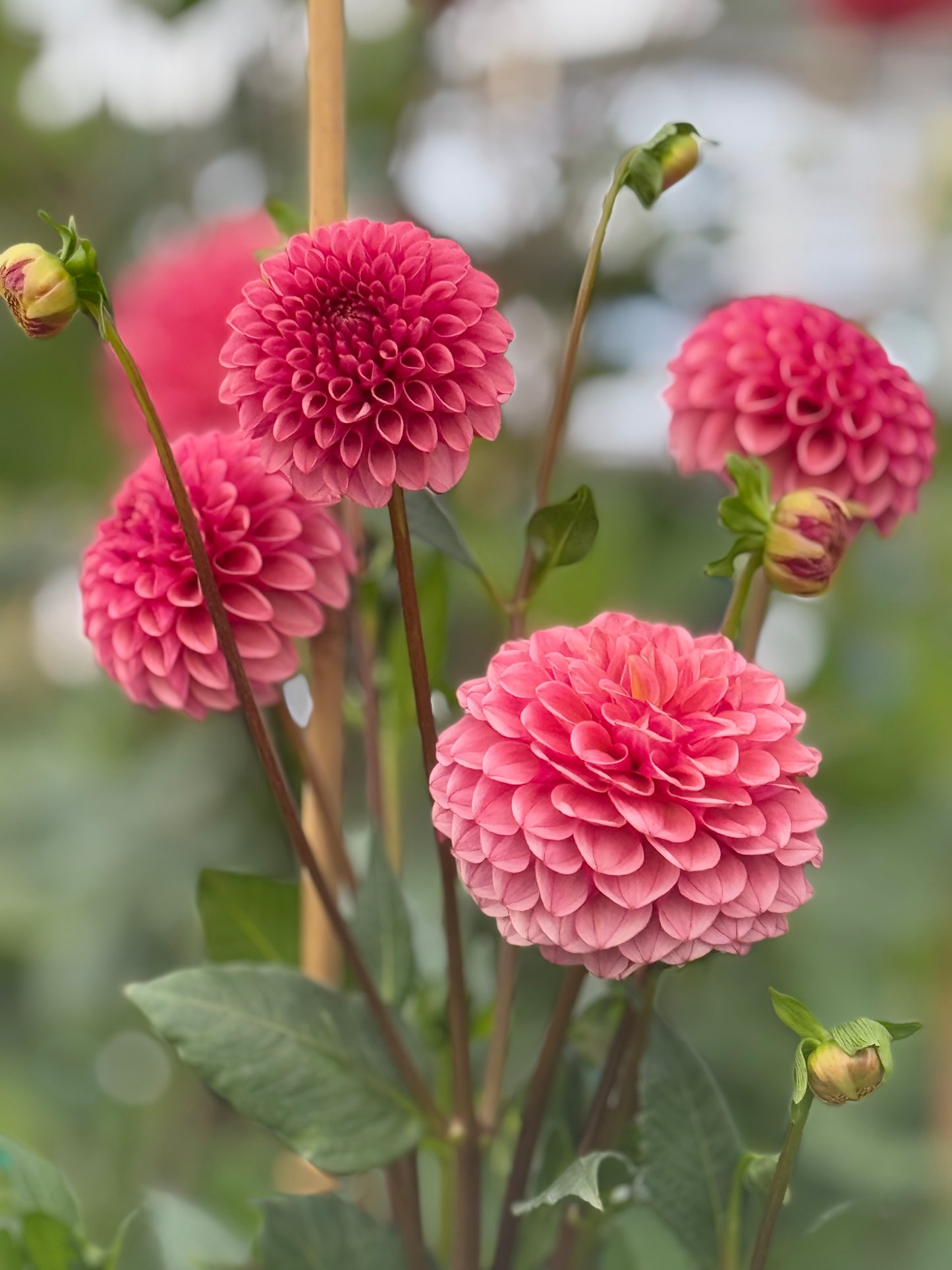 Levi's Tomato Rooted Cuttings
