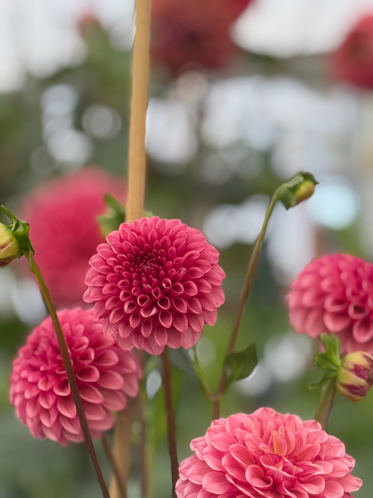 Levi’s Tomato Dahlia