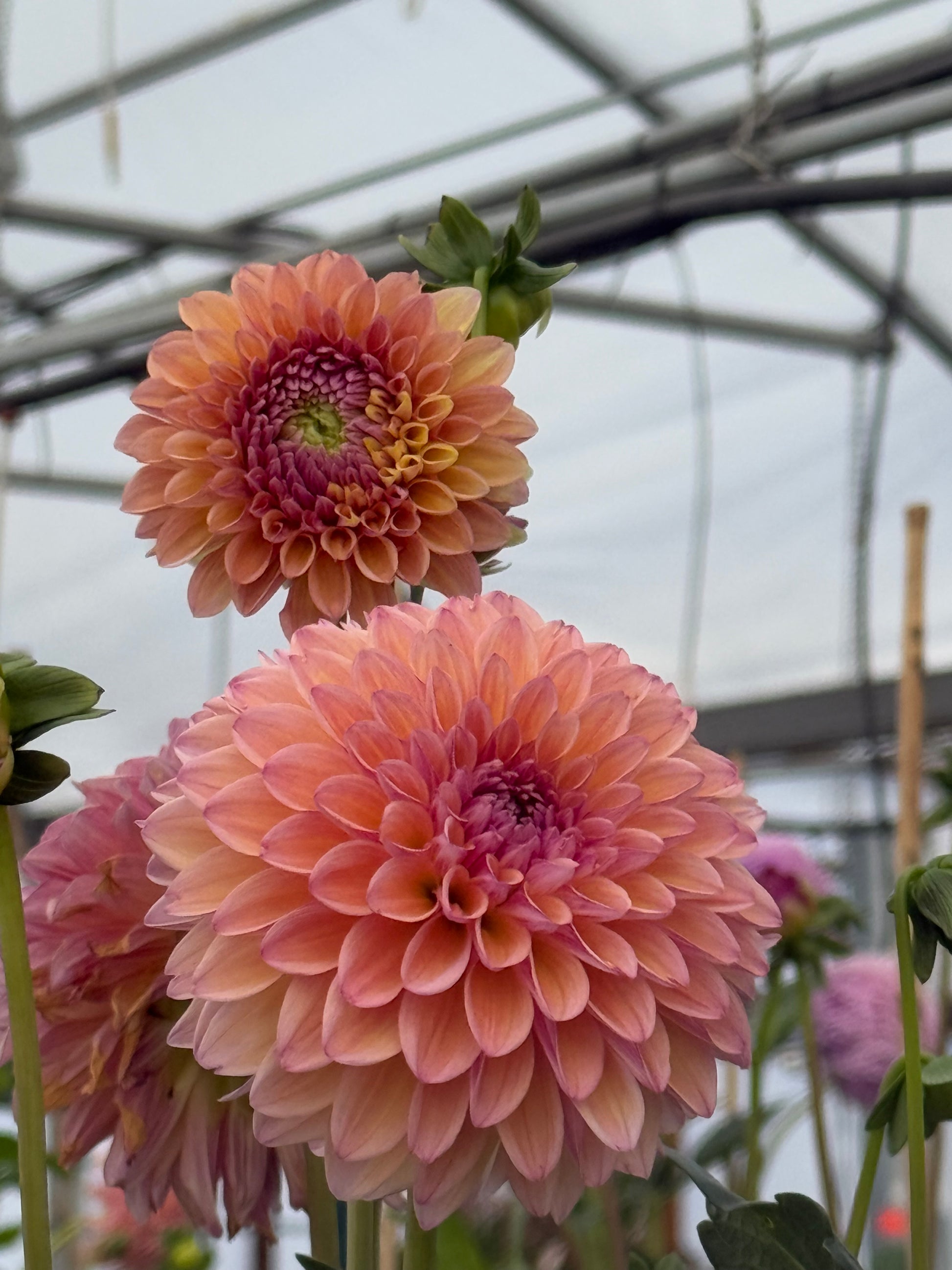 Lee's Punch Drunk Love Dahlia