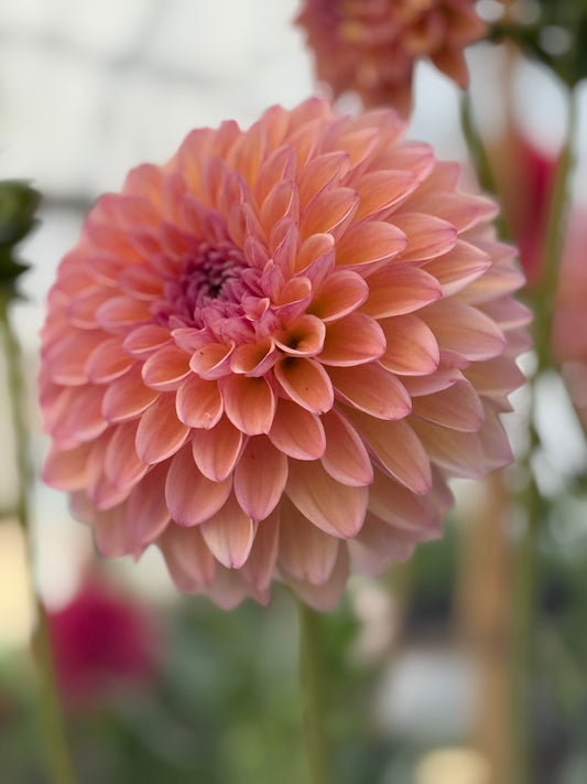 Lee's Punch Drunk Love Rooted Cuttings