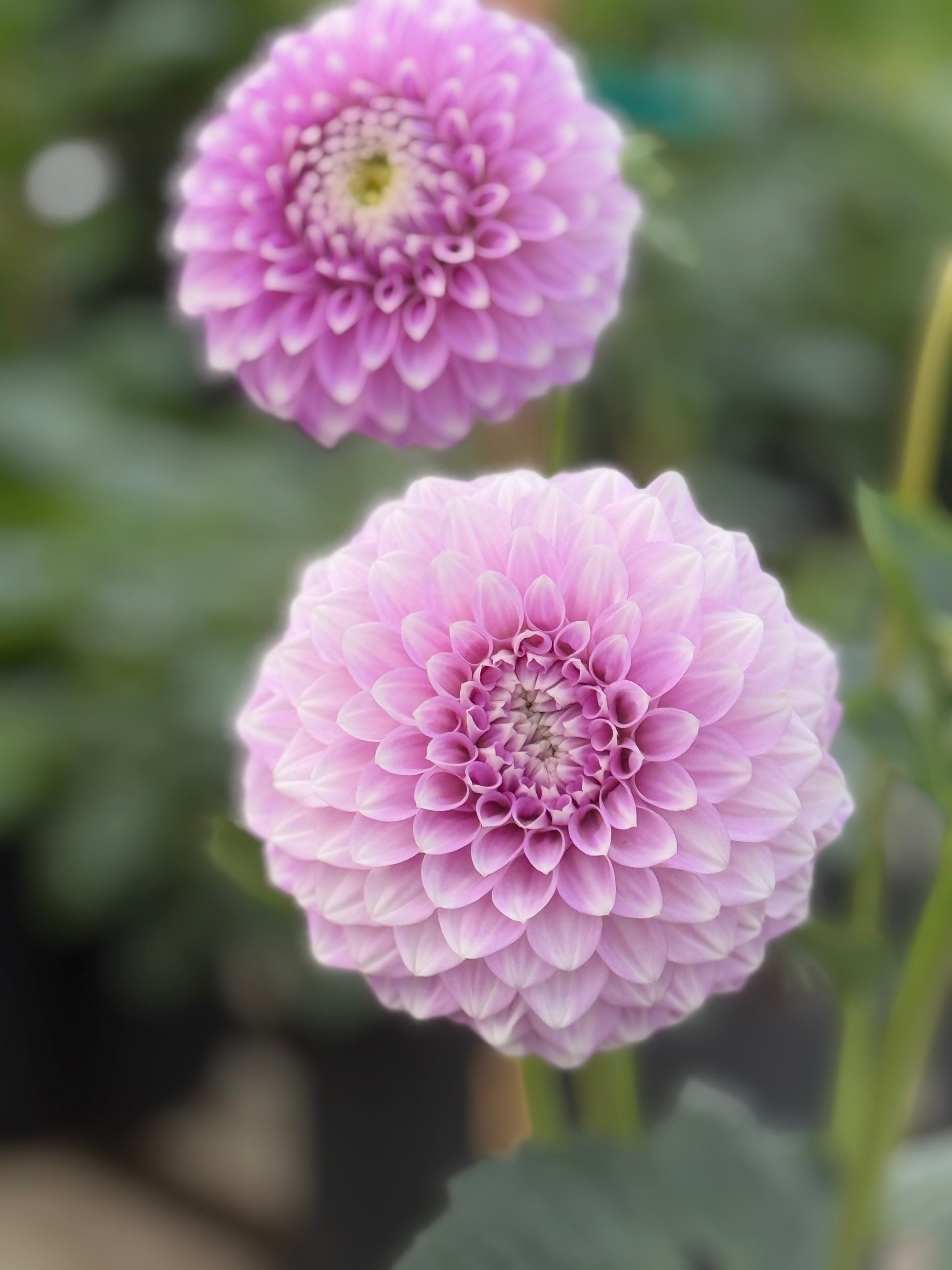 Coorabell Zoe Dahlia