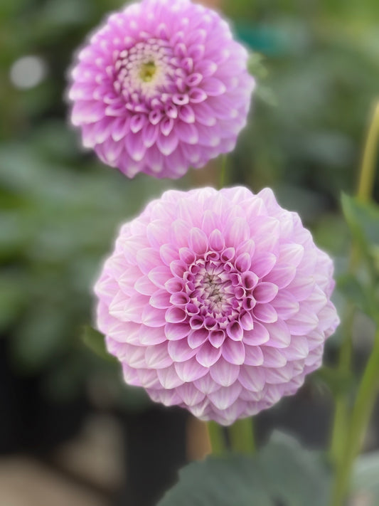 Coorabell Zoe Dahlia