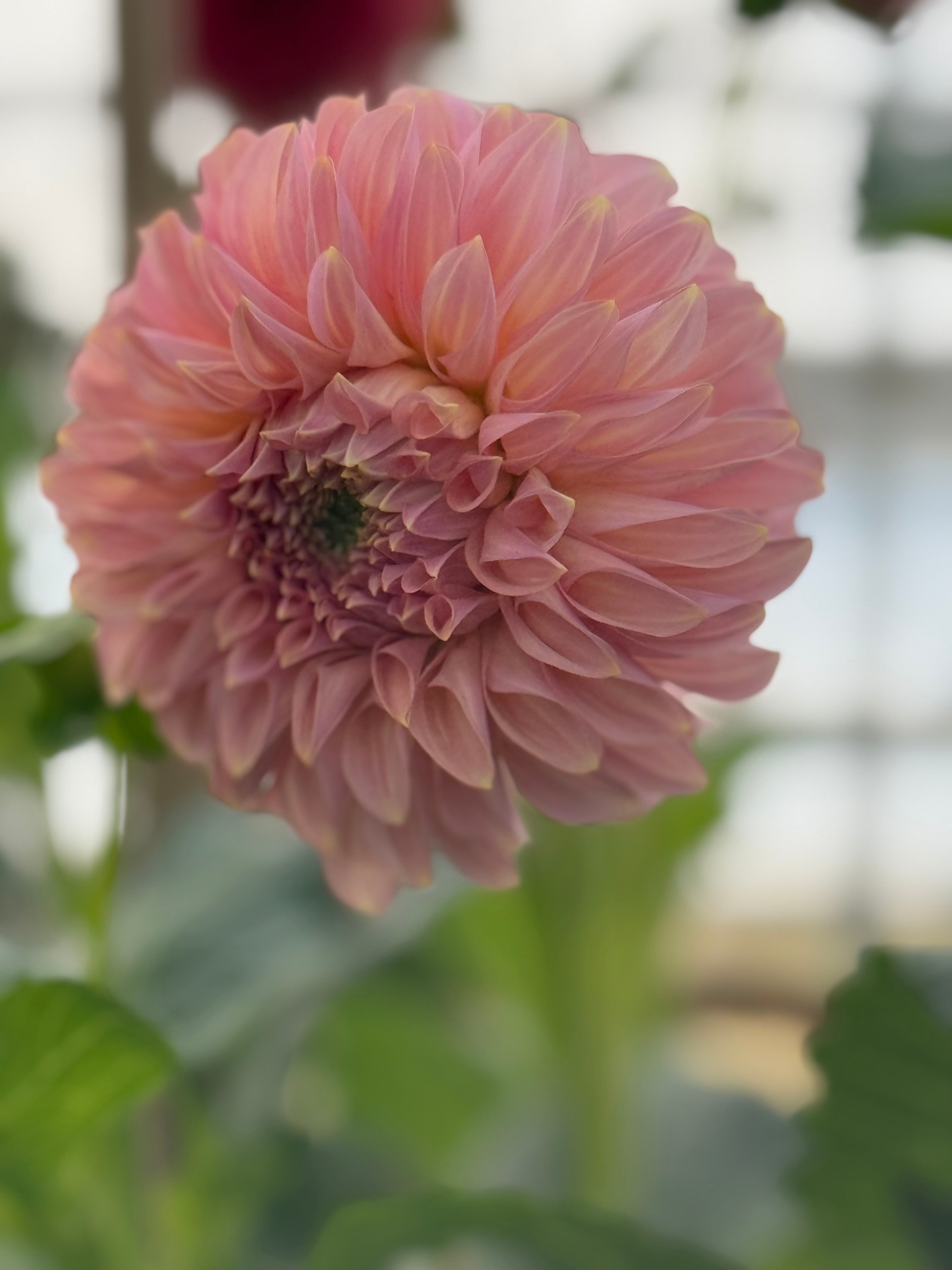 Coorabell Jessie Rooted Cuttings Shipping Apr 1 - May 15 – Dapper