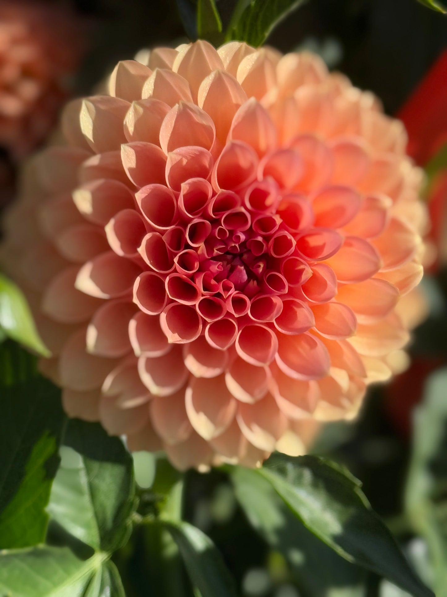 RM Lure Dahlia