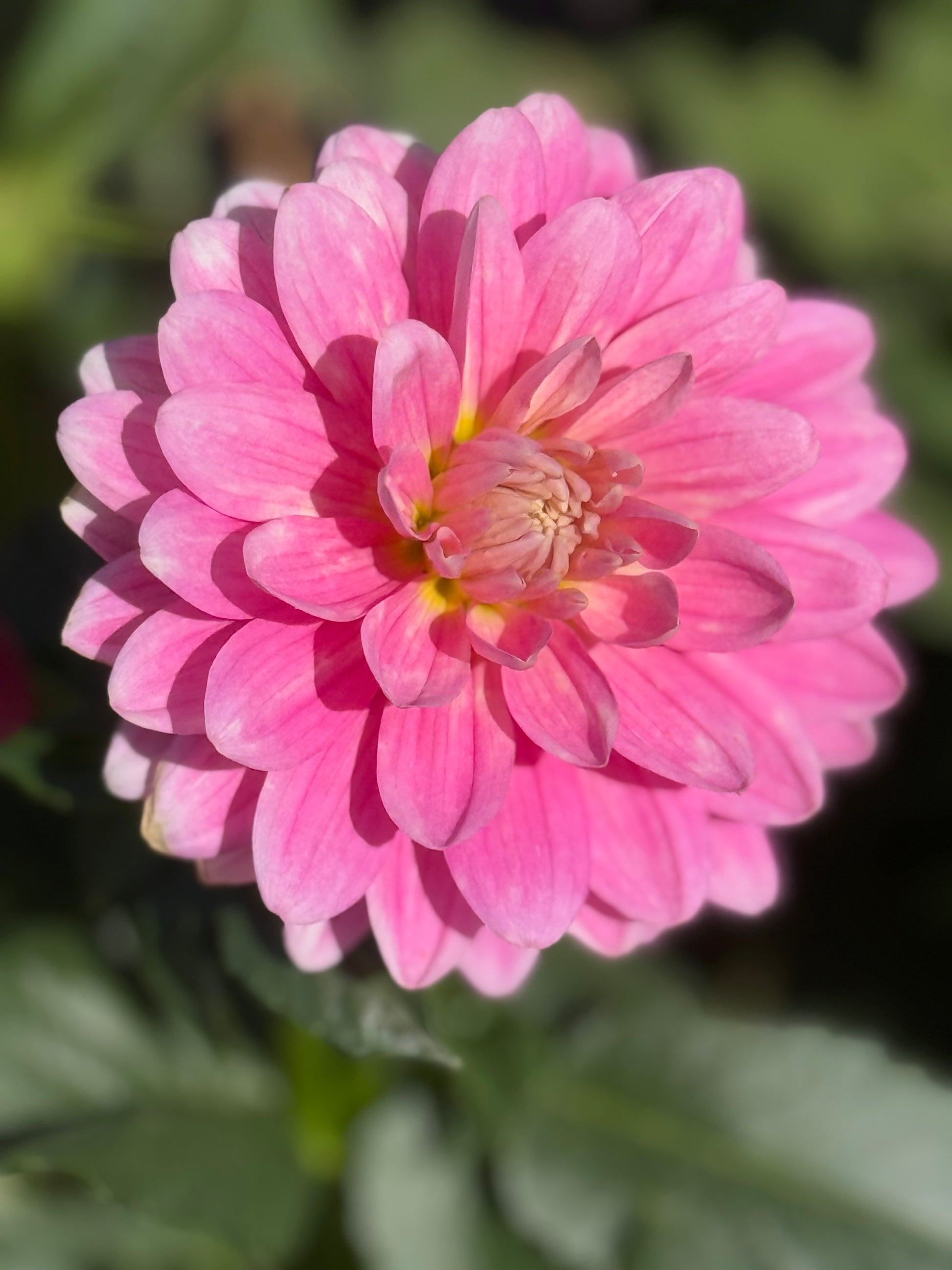 Hollyhill Pink Parfait Dahlia