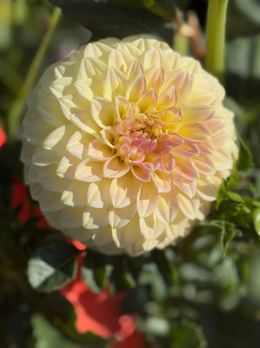 Coorabell Astrid Rooted Cuttings Shipping Apr 1 - May 15