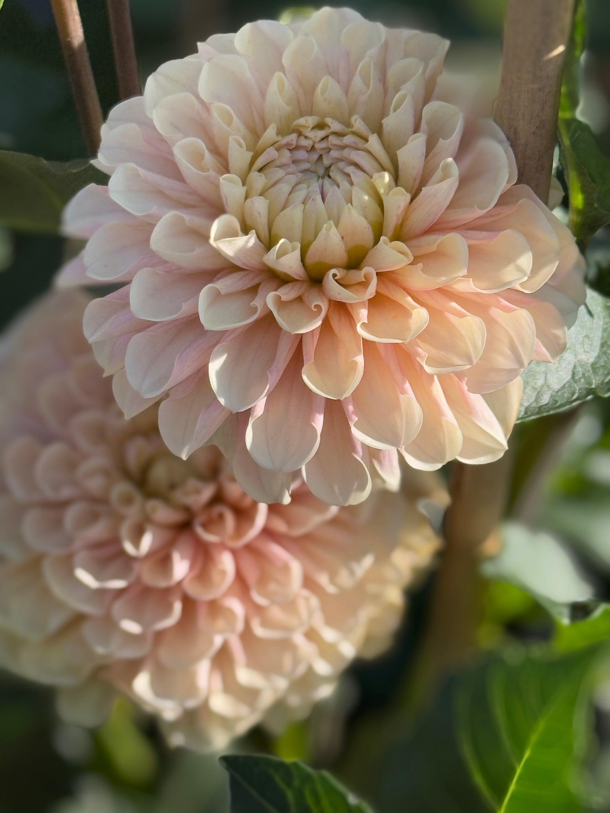 Levi's Revenant Dahlia