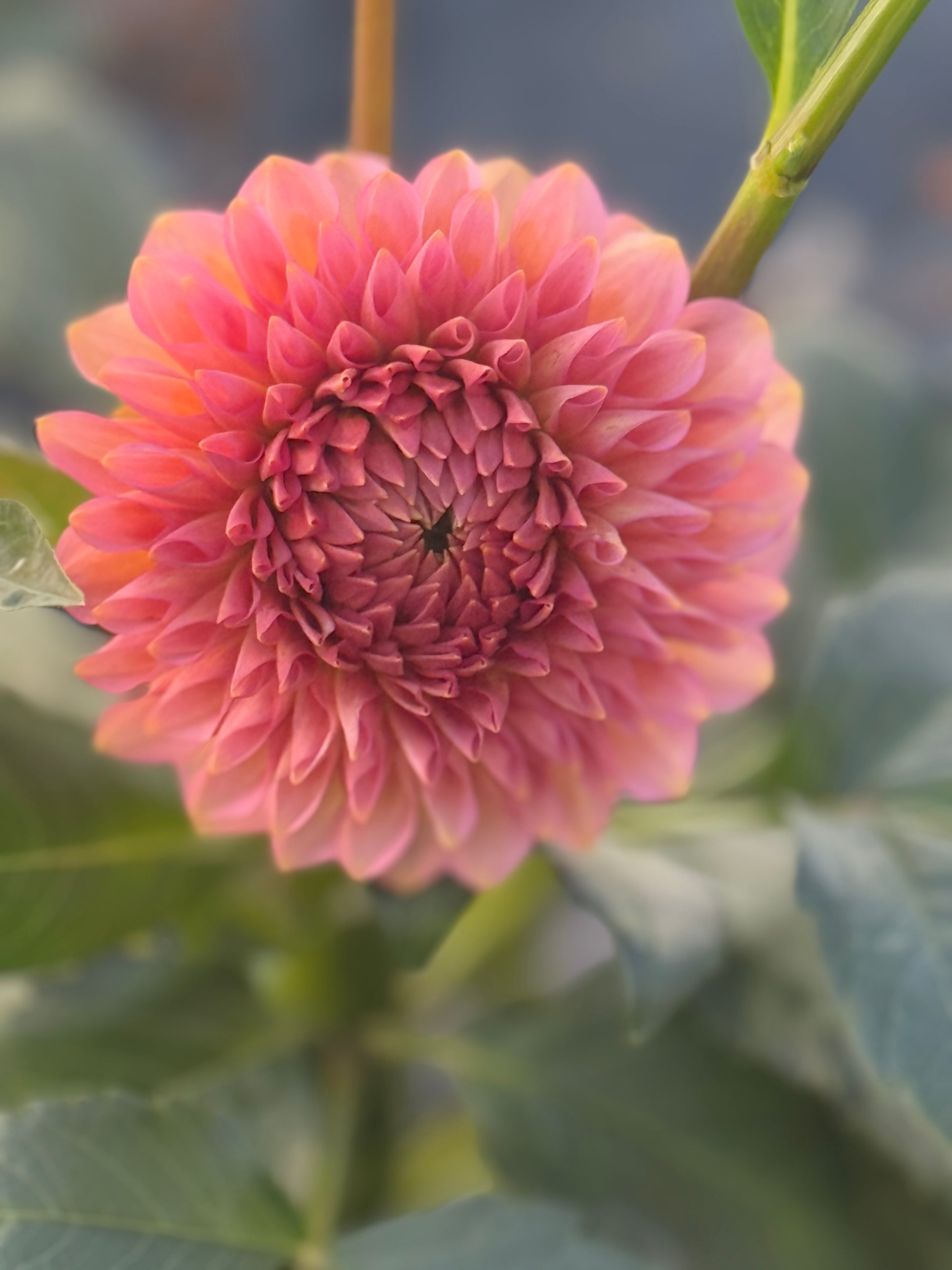 20th Ave Pink Cloud Dahlia
