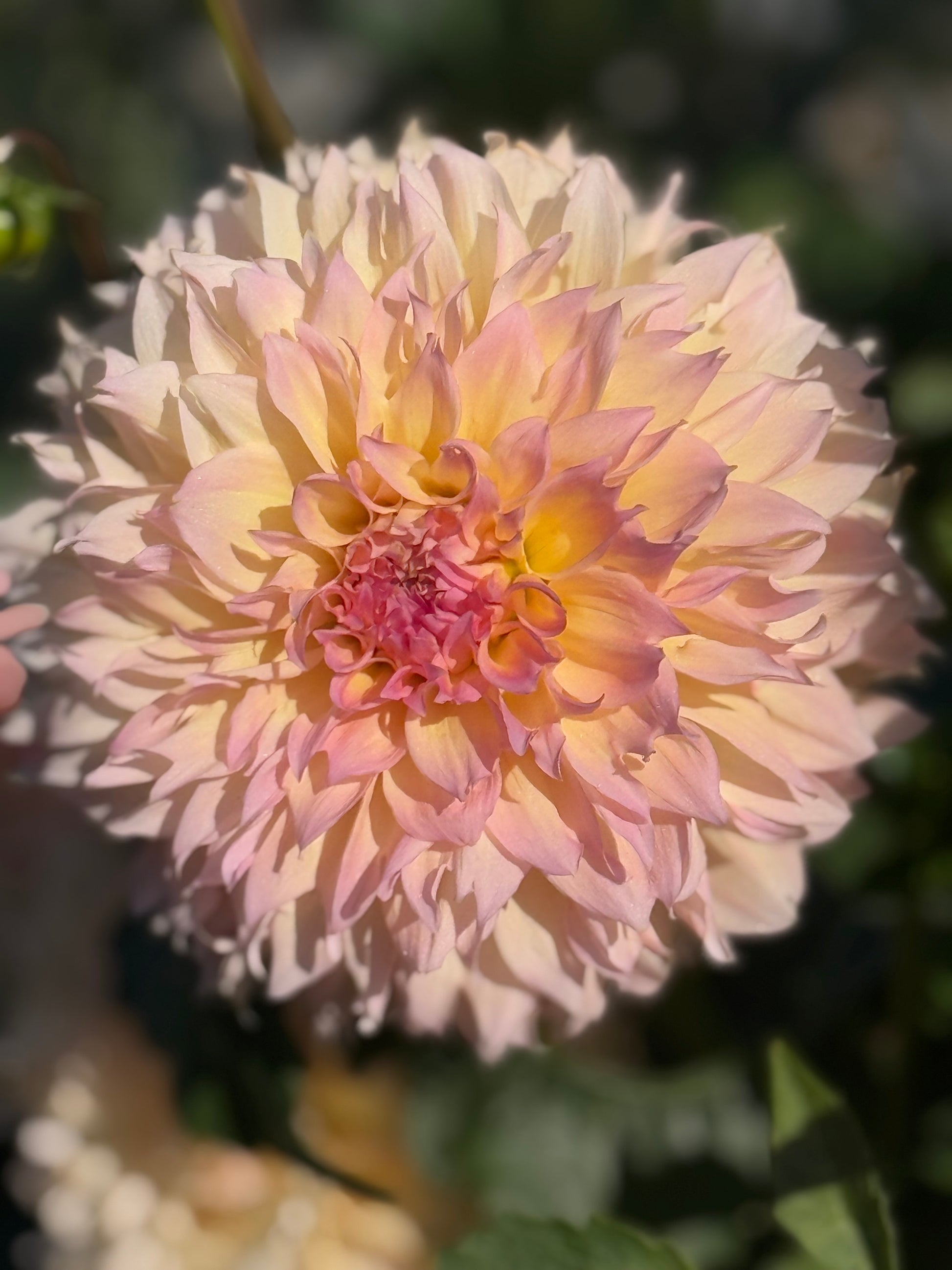 Lee's Pink Grapefruit Dahlia
