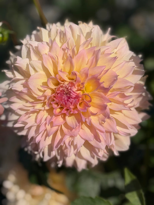 Lee's Pink Grapefruit Rooted Cuttings
