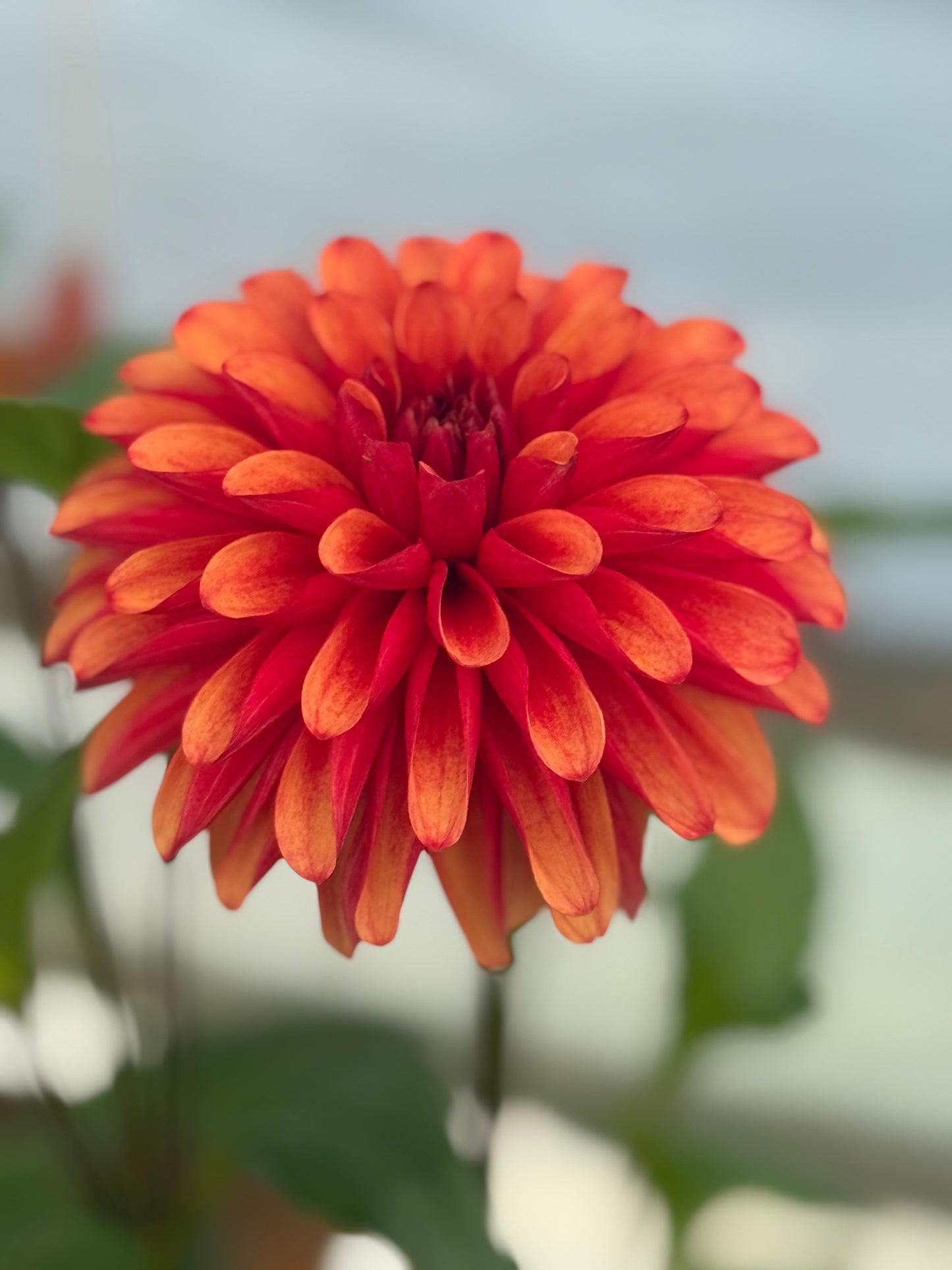 Lee's Ember Dahlia