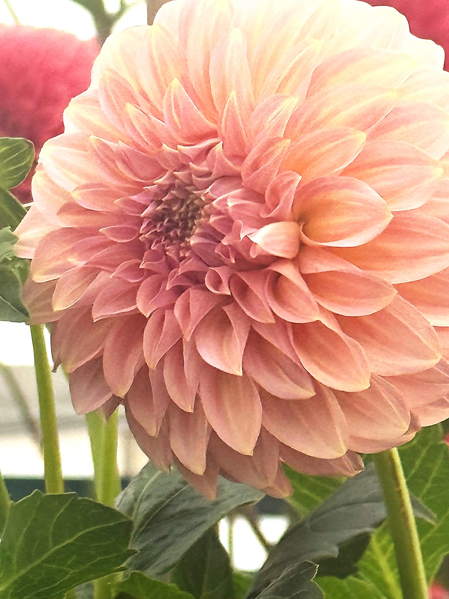 Coorabell Jessie Dahlia