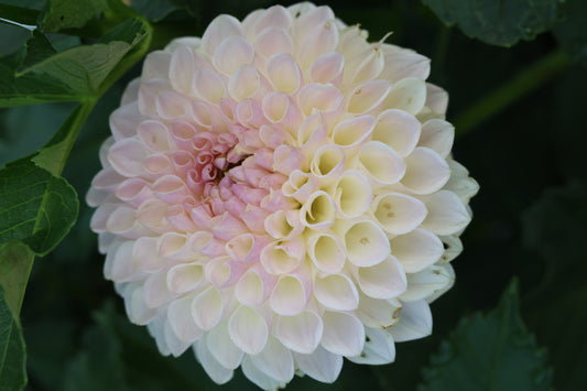 Formby Pearl Dahlia