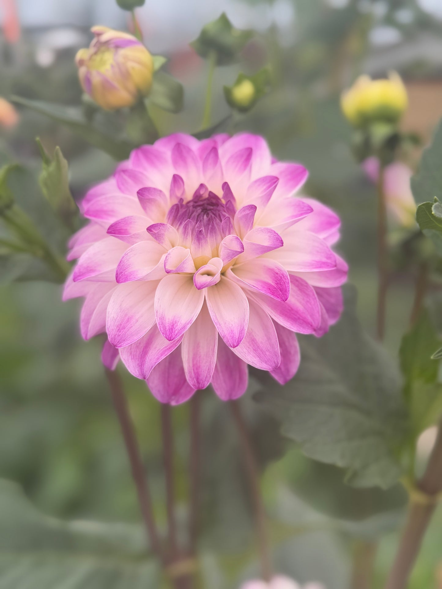 Hapet Rosa Munde Rooted Cuttings