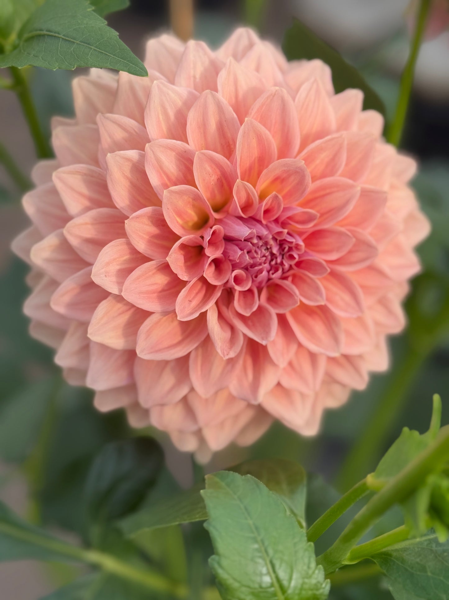 West Coast Australian Dahlia