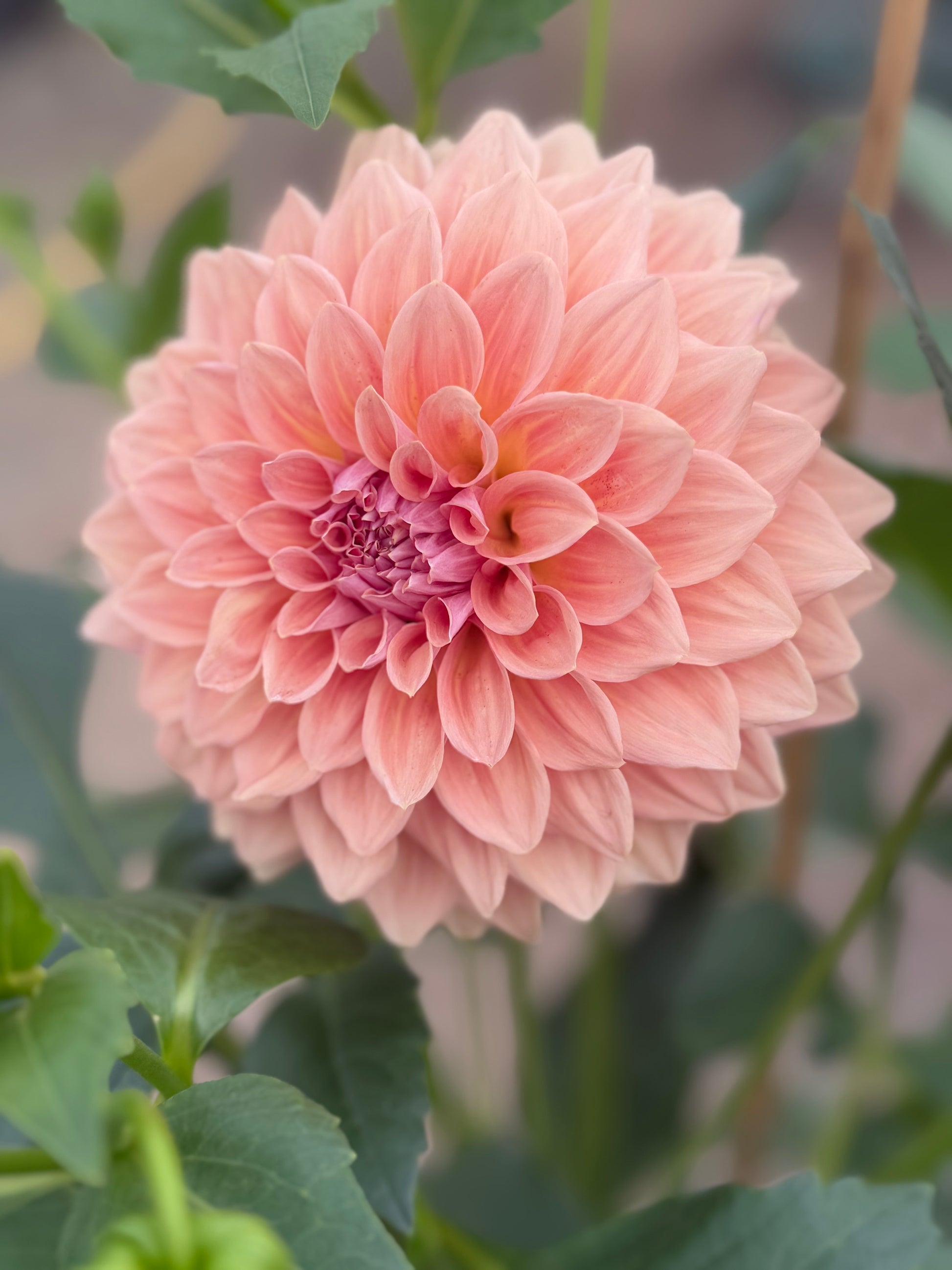 West Coast Australian Dahlia